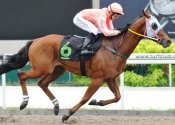 Imacruiser salutes for new stable.<br>Photo by Singapore Turf Club